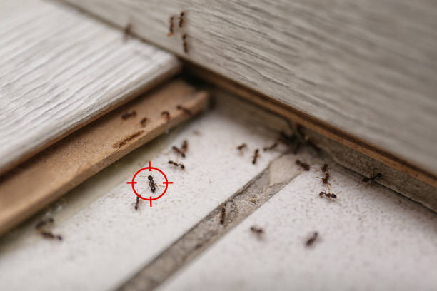 Best Emergency Pest Control  in Grand Prairie, TX