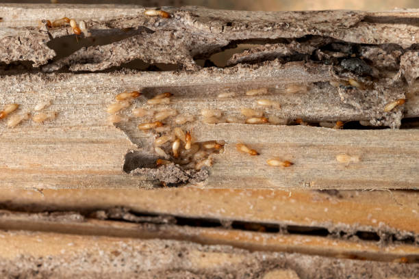 Best Affordable Pest Control Services  in Grand Prairie, TX